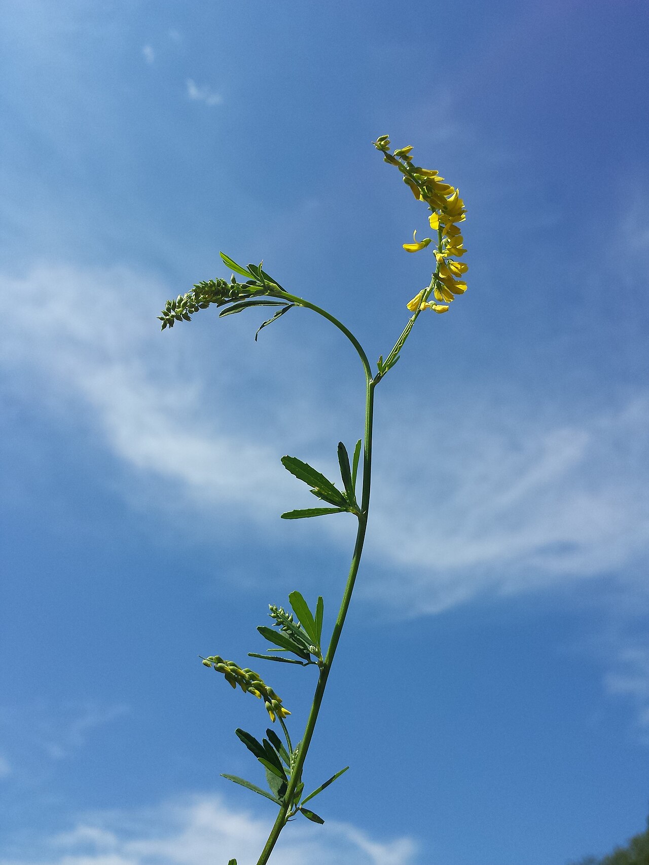 Tall yellow sweetclover: Habitus Taxonym: Melilotus altissimus ss Fischer et al. EfÖLS 2008 ISBN 978-3-85474-187-9 Location: Kreuttal, district Mistelbach, Lower Austria - ca. 210 m a.s