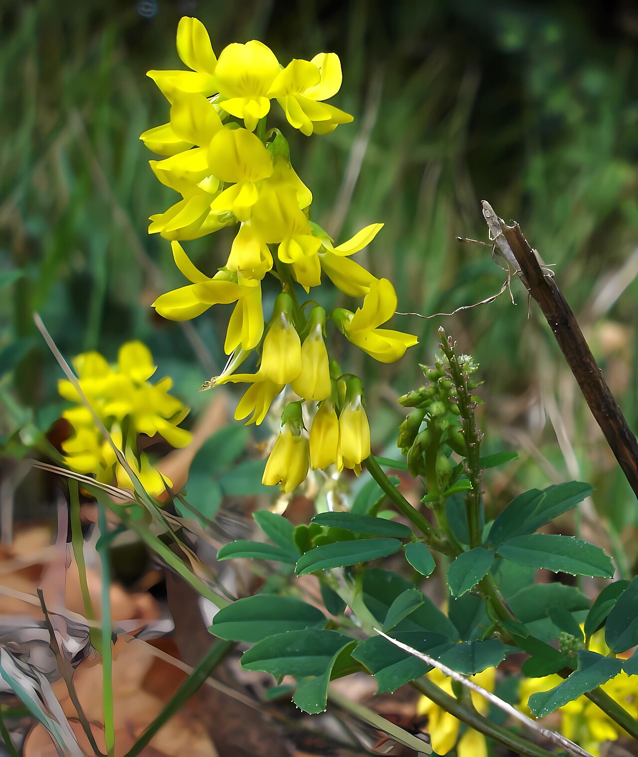 Tall yellow sweetclover: Melilotus altissima, fr:Moret sur Loing