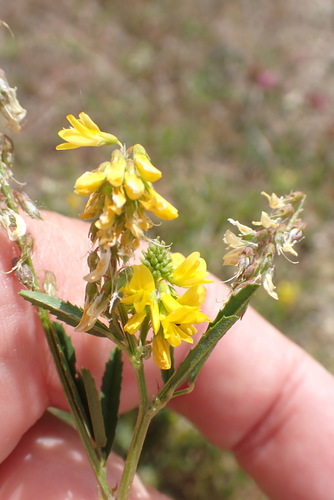 Tall yellow sweetclover (Melilotus altissimus)