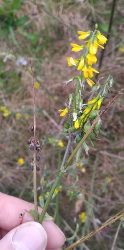 Tall yellow sweetclover (Melilotus altissimus)