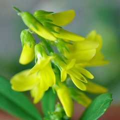 Tall yellow sweetclover (Melilotus altissimus)