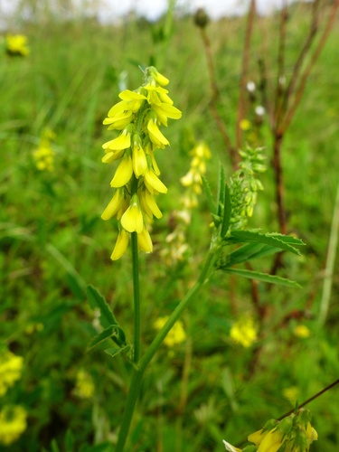 Tall yellow sweetclover (Melilotus altissimus)