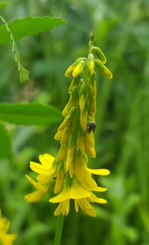 Tall yellow sweetclover (Melilotus altissimus)