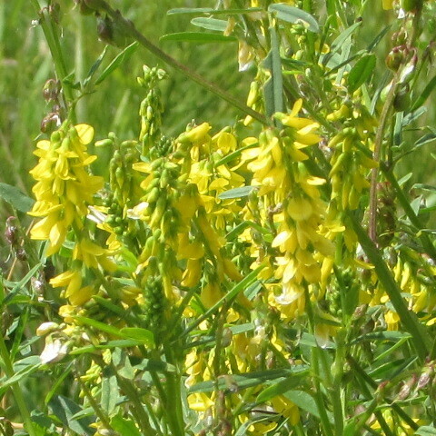Tall yellow sweetclover (Melilotus altissimus)