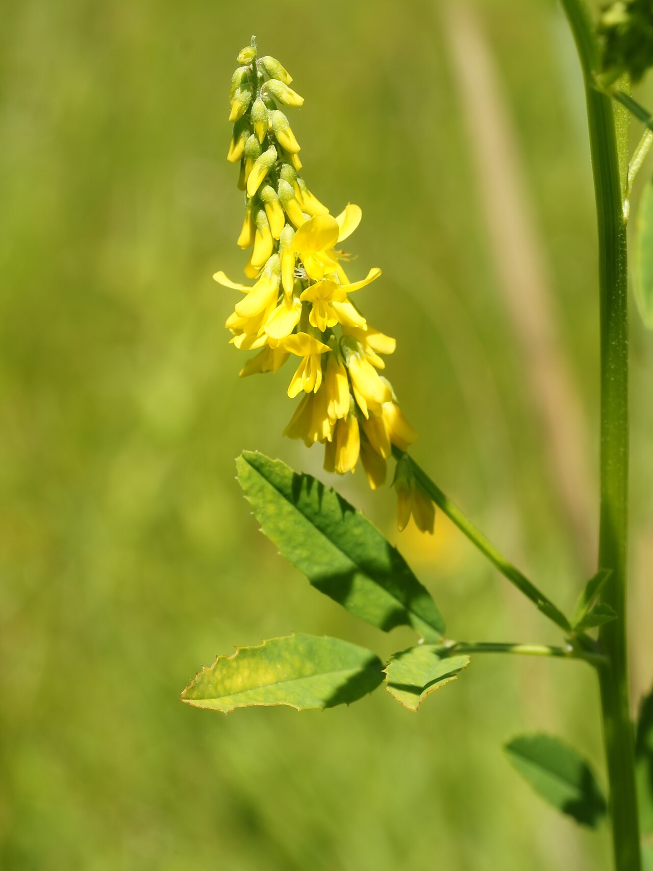 Tall yellow sweetclover: Tall Melilot at Kampenhout, Belgium