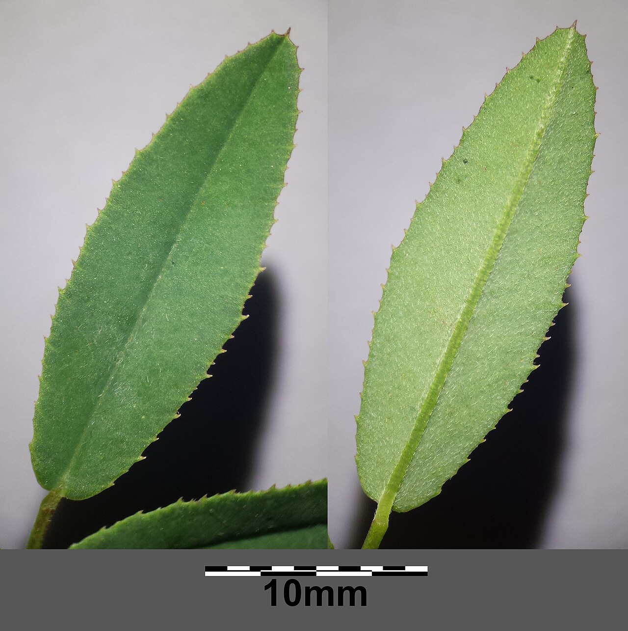 Melilotus dentatus: Leaflet (top and bottom side) Taxonym: Melilotus dentatus ss Fischer et al. EfÖLS 2008 ISBN 978-3-85474-187-9 Location: retention space in between Steinabrunn a