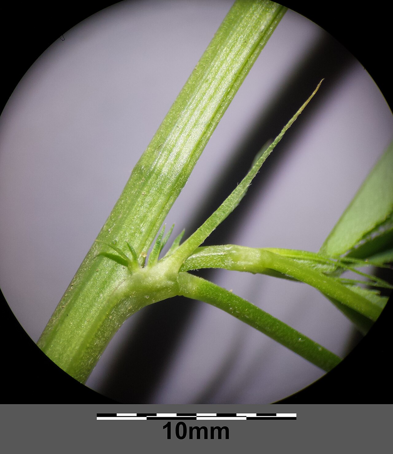 Melilotus dentatus: Stem with at base dentate stipules Taxonym: Melilotus dentatus ss Fischer et al. EfÖLS 2008 ISBN 978-3-85474-187-9 Location: retention space in between Steinabr
