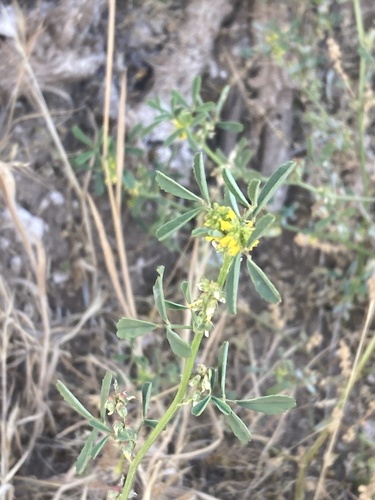 Annual yellow sweetclover (Melilotus indicus)