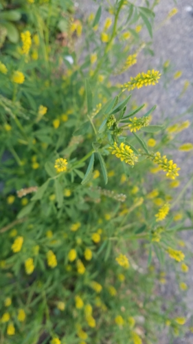 Annual yellow sweetclover (Melilotus indicus)