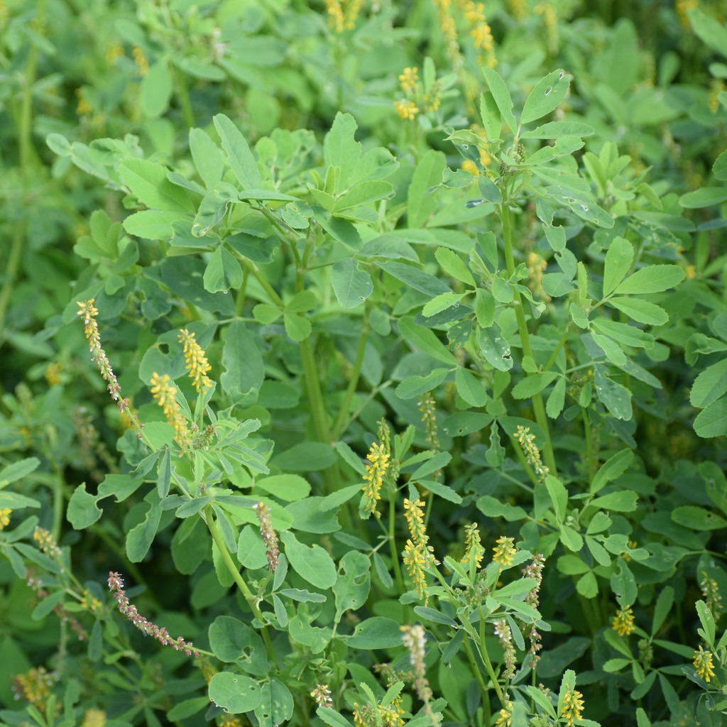 Annual yellow sweetclover (Melilotus indicus)