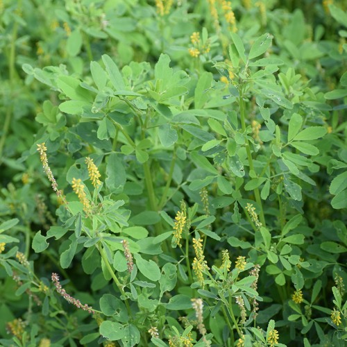 Annual yellow sweetclover