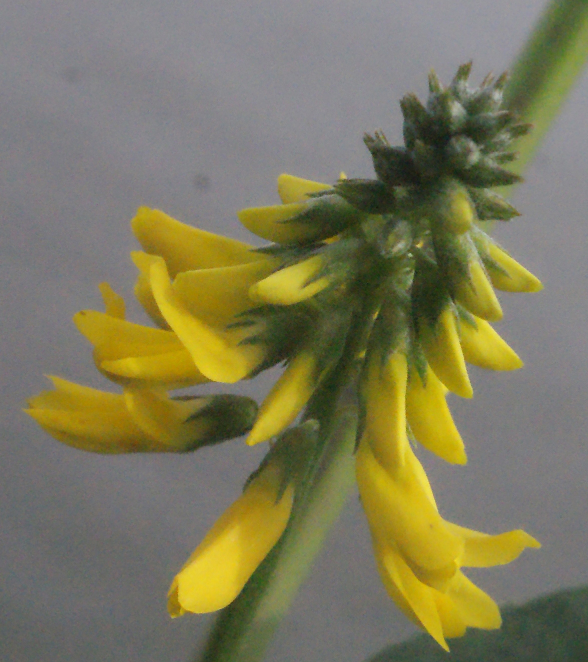 Annual yellow sweetclover: Melilotus indicus