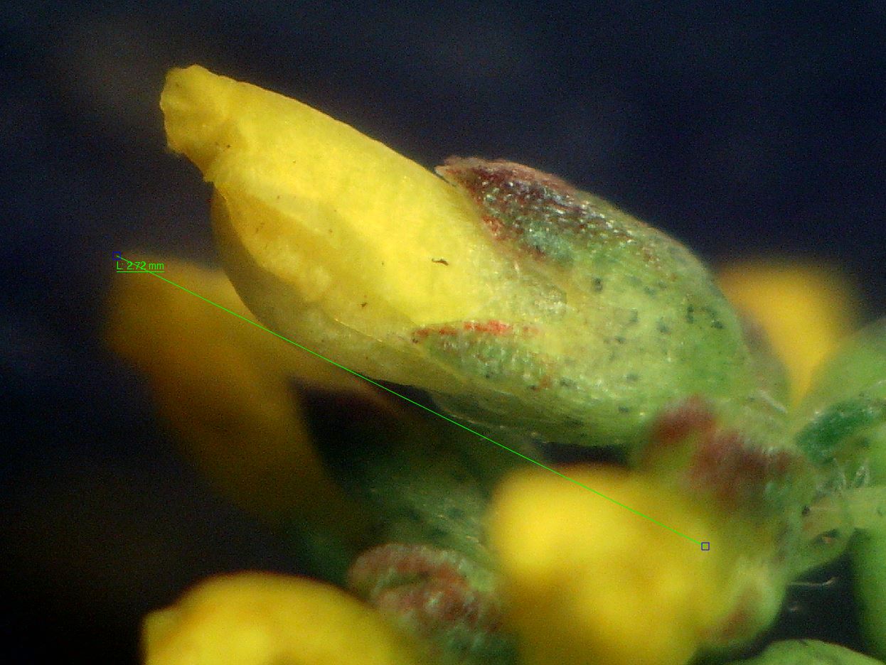Annual yellow sweetclover: Melilotus indicus