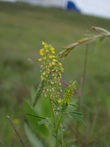 Annual yellow sweetclover (Melilotus indicus)