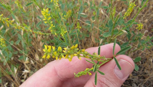 Annual yellow sweetclover (Melilotus indicus)
