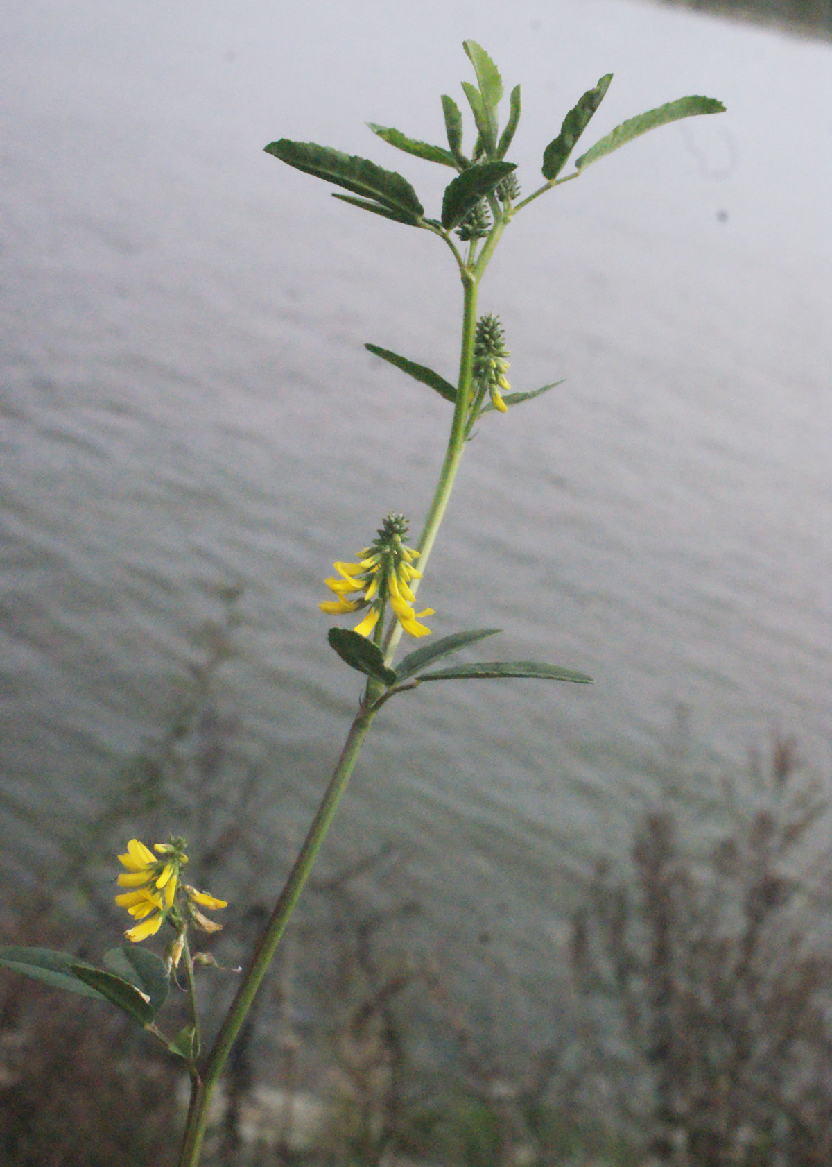 Annual yellow sweetclover: Melilotus indicus