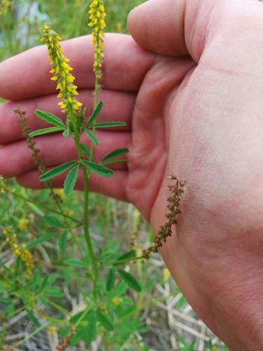 Annual yellow sweetclover (Melilotus indicus)