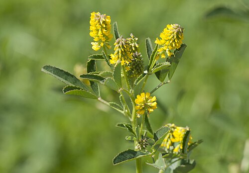 Annual yellow sweetclover: Flowers of Small Melilot Melilotus indicus in coastal fields of Akyatan Lagoon in Karataş - Adana, Turkey.