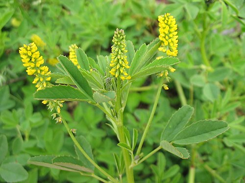 Annual yellow sweetclover: Kleinblütiger Steinklee ( Melilotus indicus ) - Blüte