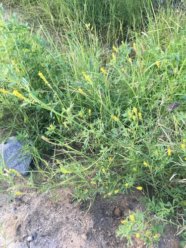 Annual yellow sweetclover (Melilotus indicus)