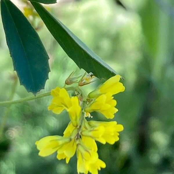 Melilotus neapolitanus (Melilotus neapolitanus)