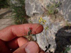 Melilotus neapolitanus (Melilotus neapolitanus)