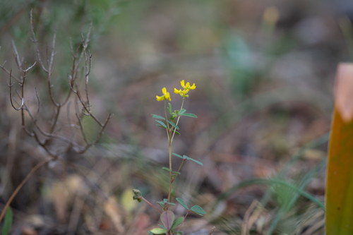 Melilotus neapolitanus (Melilotus neapolitanus)
