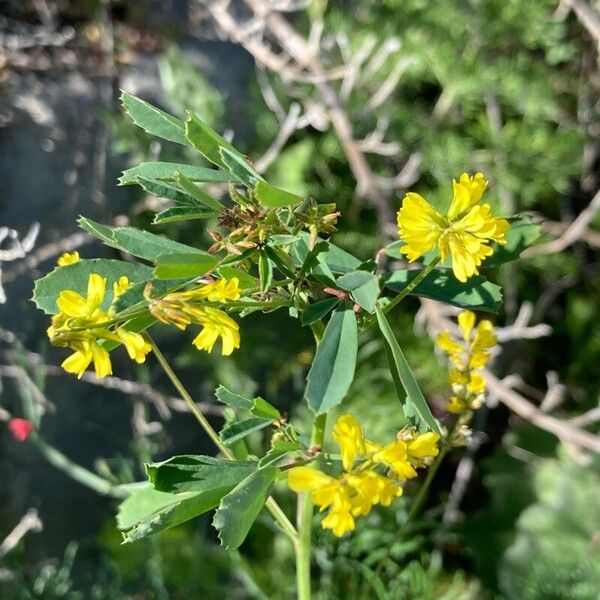 Melilotus neapolitanus (Melilotus neapolitanus)
