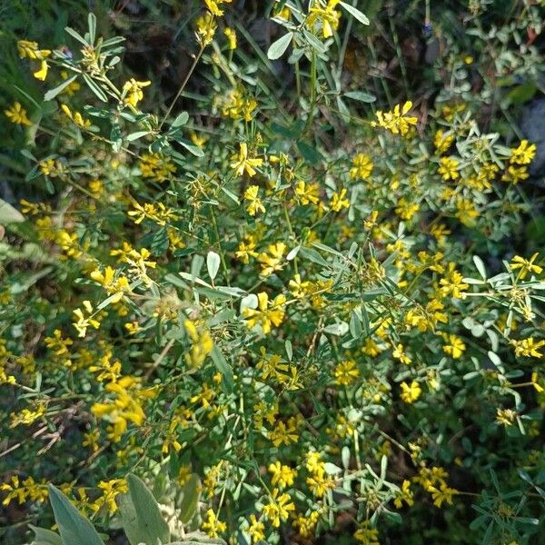 Melilotus neapolitanus (Melilotus neapolitanus)
