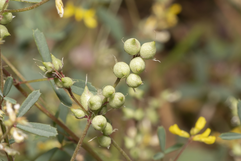 Melilotus neapolitanus (Melilotus neapolitanus)