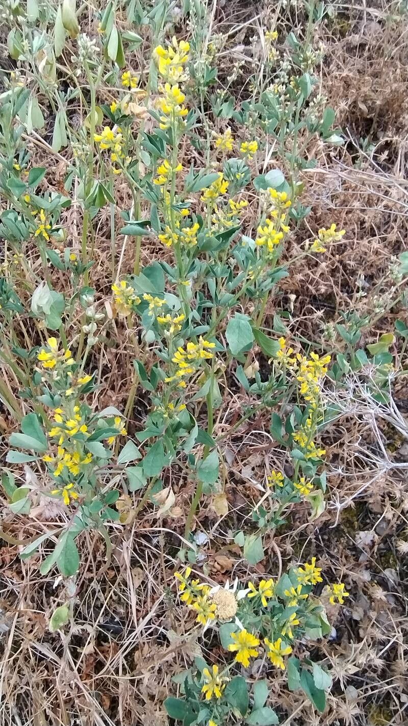 Melilotus neapolitanus (Melilotus neapolitanus)