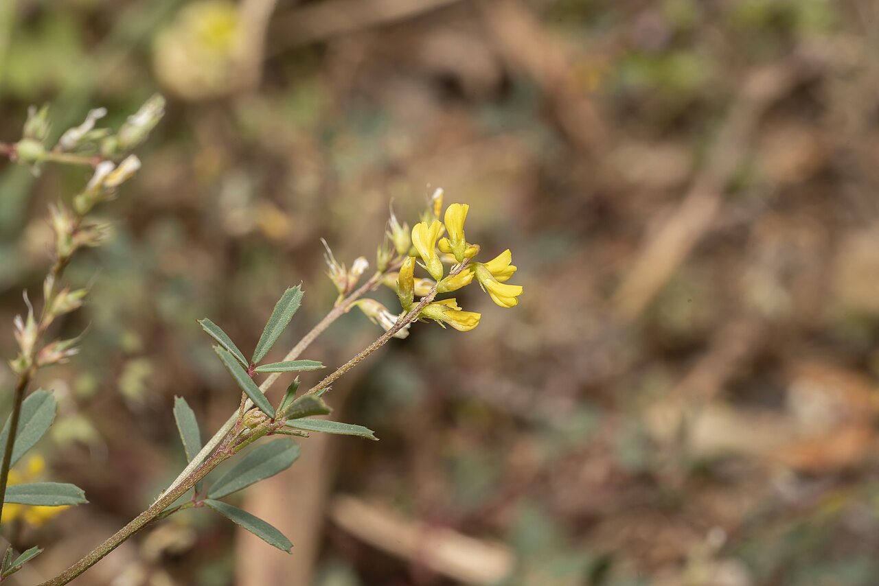 Melilotus neapolitanus: Neapolitan melilot