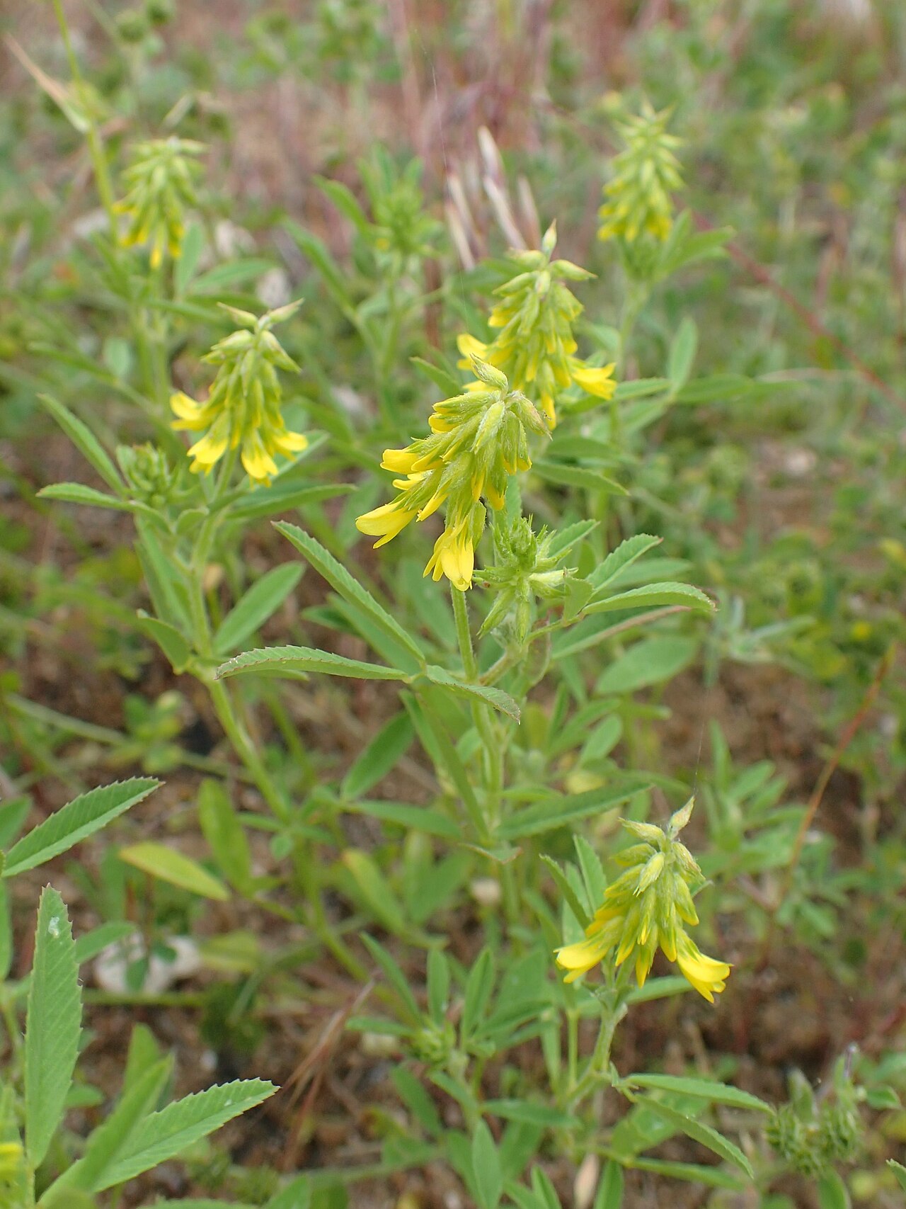 Melilotus neapolitanus: Melilotus neapolitanus in Kapan, Armenia