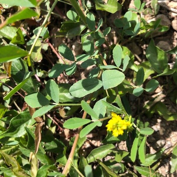 Mediterranean sweetclover (Melilotus sulcatus)