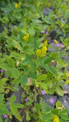 Mediterranean sweetclover (Melilotus sulcatus)