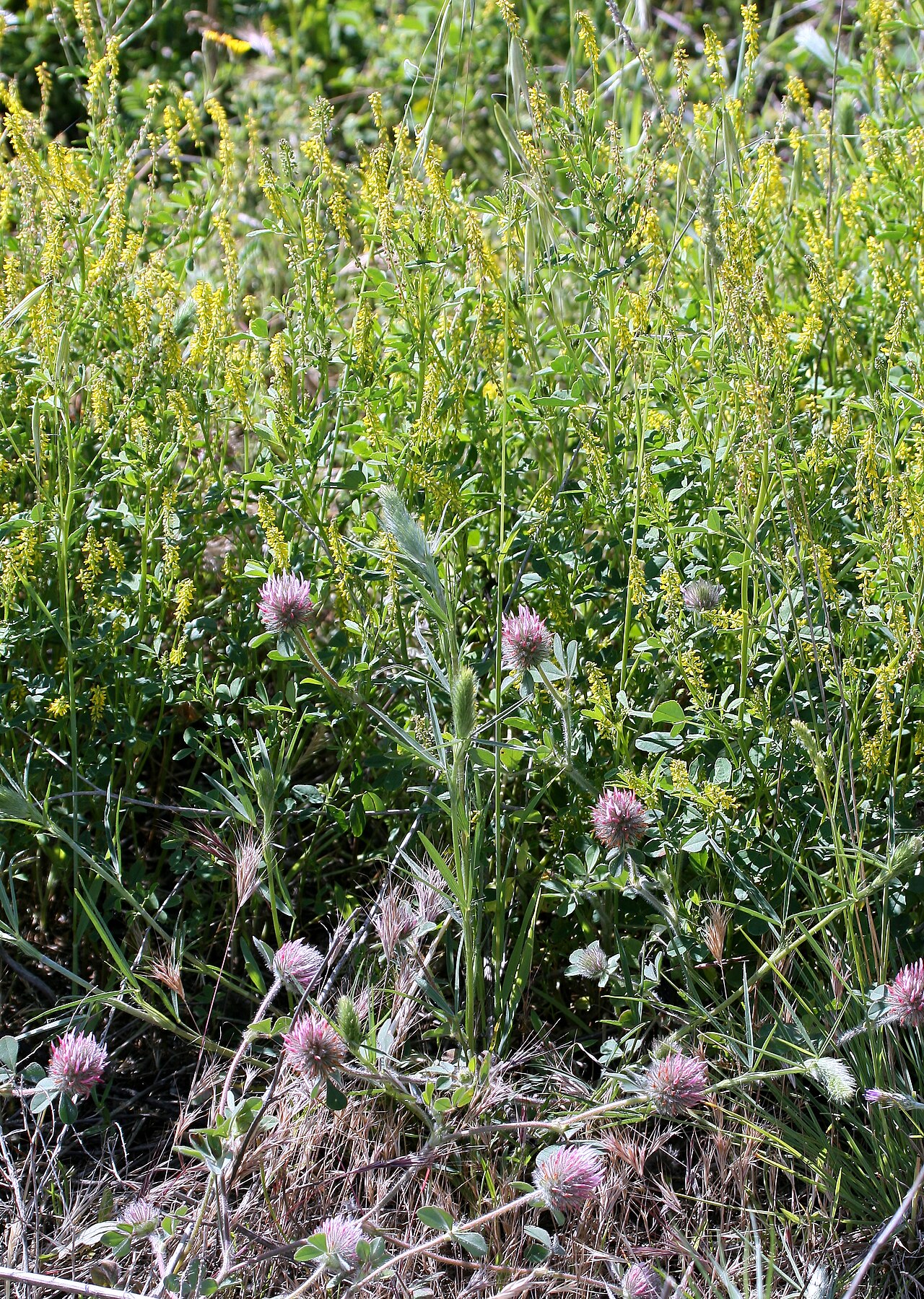 Mediterranean sweetclover: Melilotus sulcatus (Corona de olor, trébol caballar, trébol real, ...) - Estación profusa con. Trifolium gr. repens en primer plano. - Rejas, circa Estanques de
