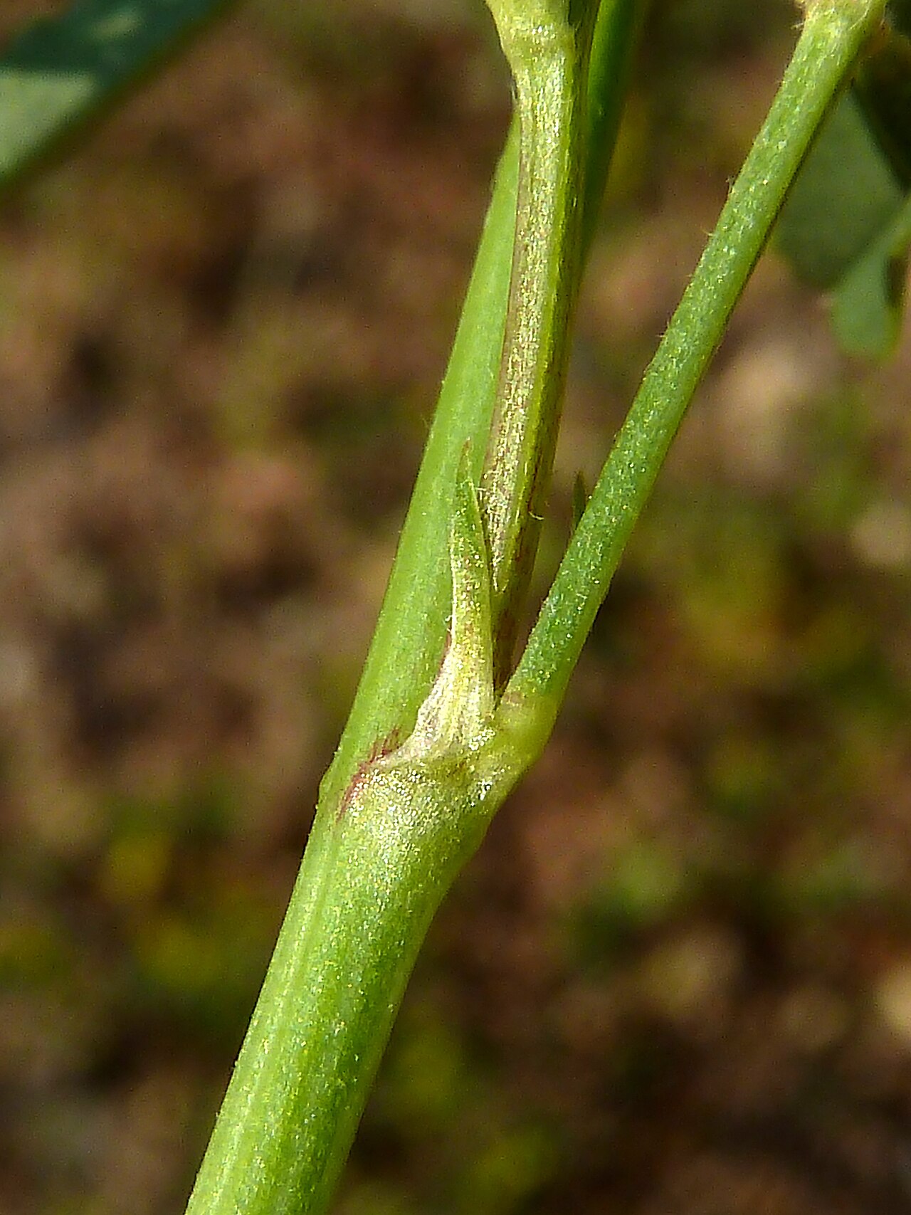 Mediterranean sweetclover: Melilotus sulcatus (Corona de olor, trébol caballar, trébol real, ...) - Estípulas foliares. - La Huerta, Albatera (Provincia de Alicante, España).