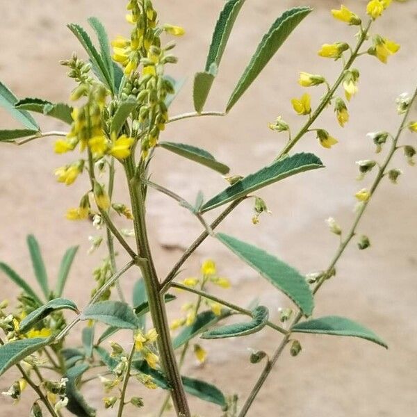 Mediterranean sweetclover (Melilotus sulcatus)