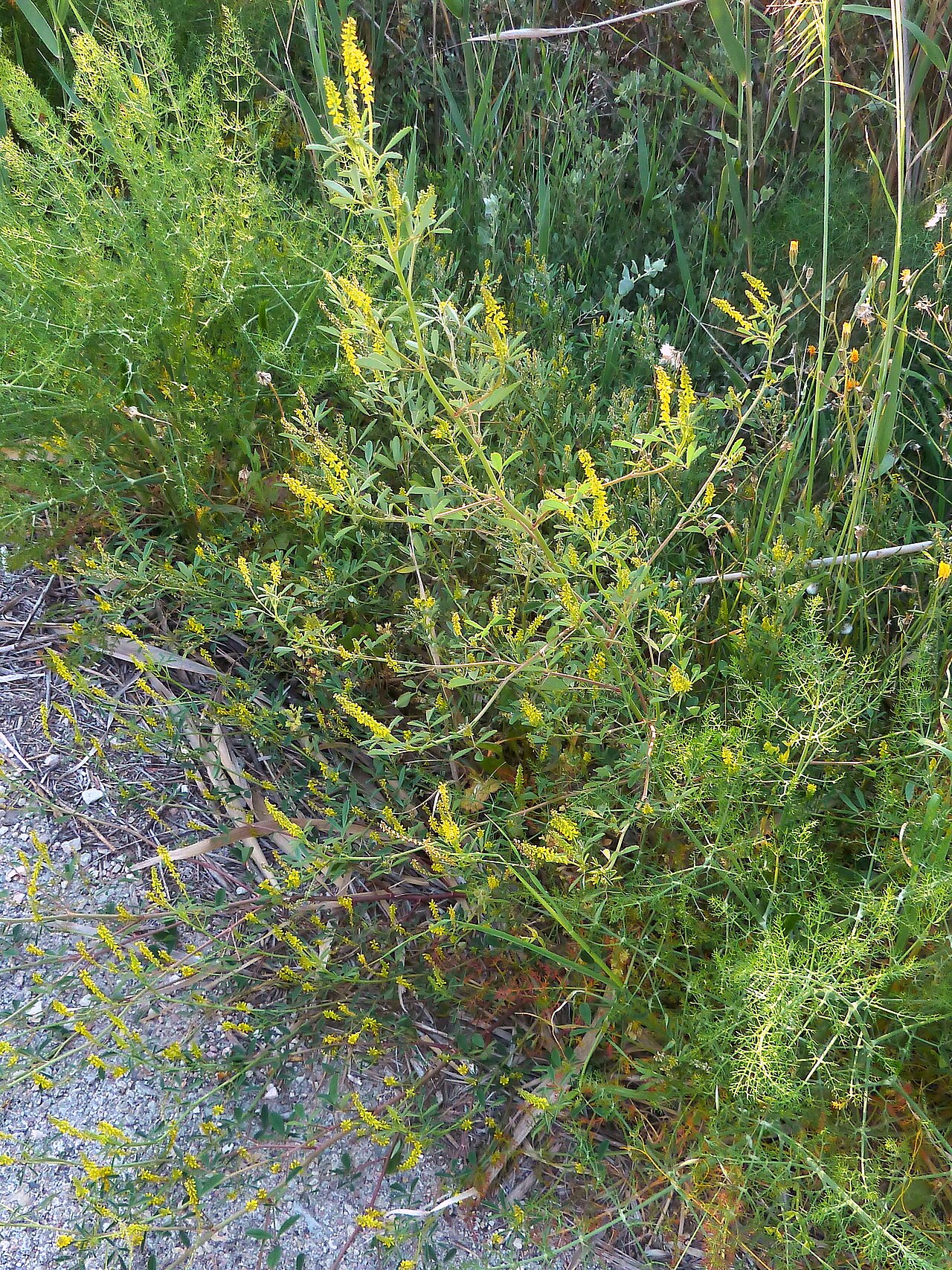 Mediterranean sweetclover: Melilotus sulcatus (Corona de olor, trébol caballar, trébol real, ...) - Vista general en antesis; tallos erectos y procumbentes. - Camino del Canalillo, Albate
