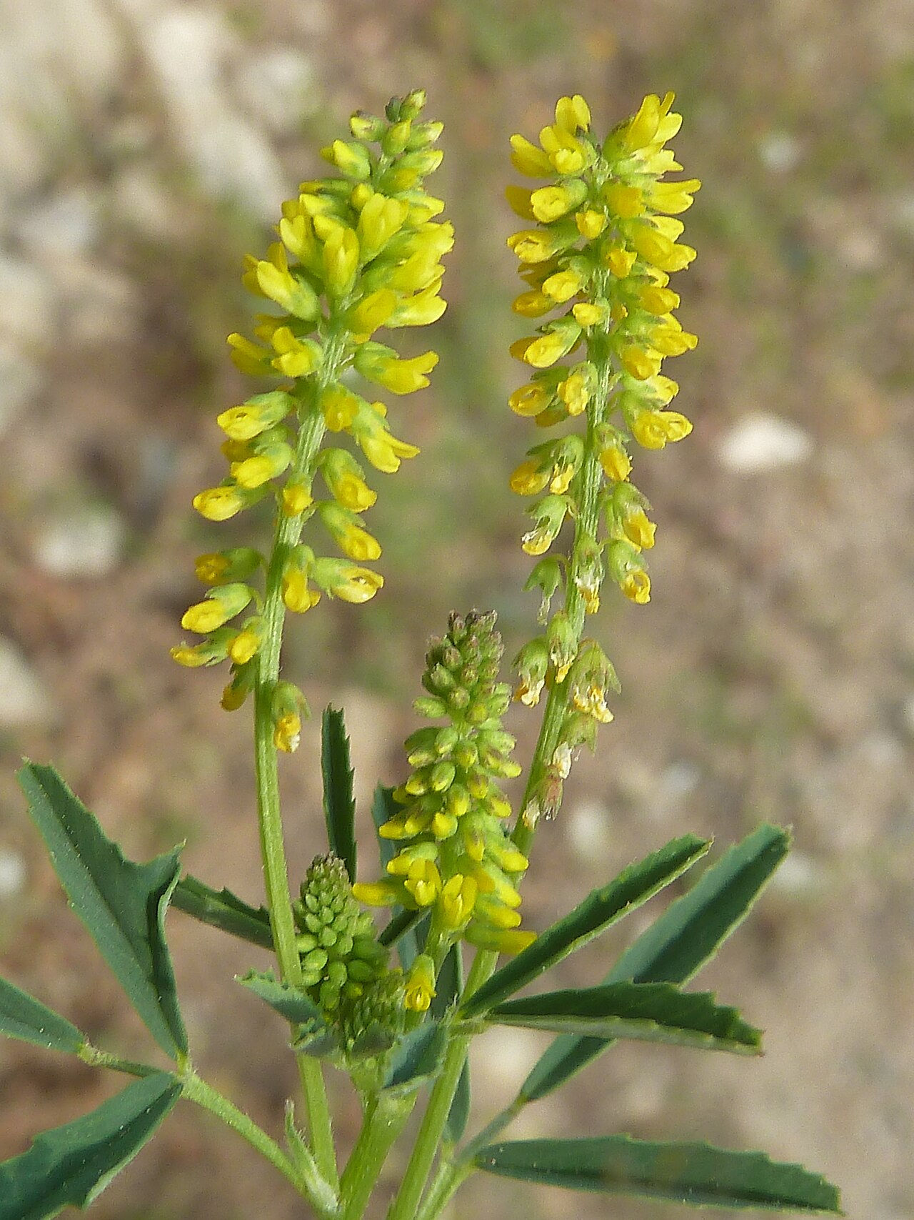 Mediterranean sweetclover: Melilotus sulcatus (Corona de olor, trébol caballar, trébol real, ...) - Inflorescencias. - La Huerta, Albatera (Provincia de Alicante, España).