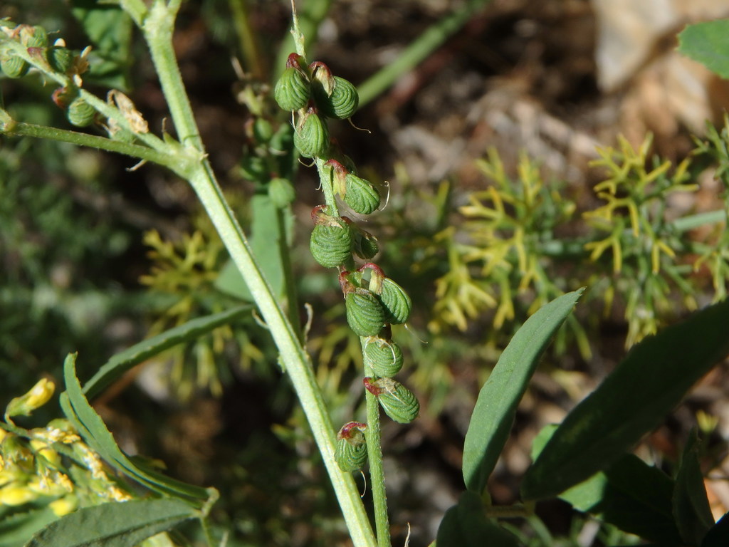 Mediterranean sweetclover (Melilotus sulcatus)