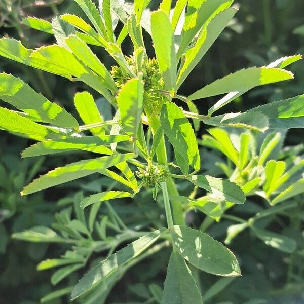 Mediterranean sweetclover (Melilotus sulcatus)