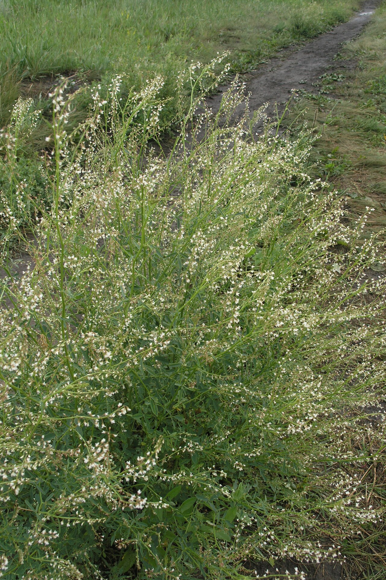 Sweetclover: Russian melilot
