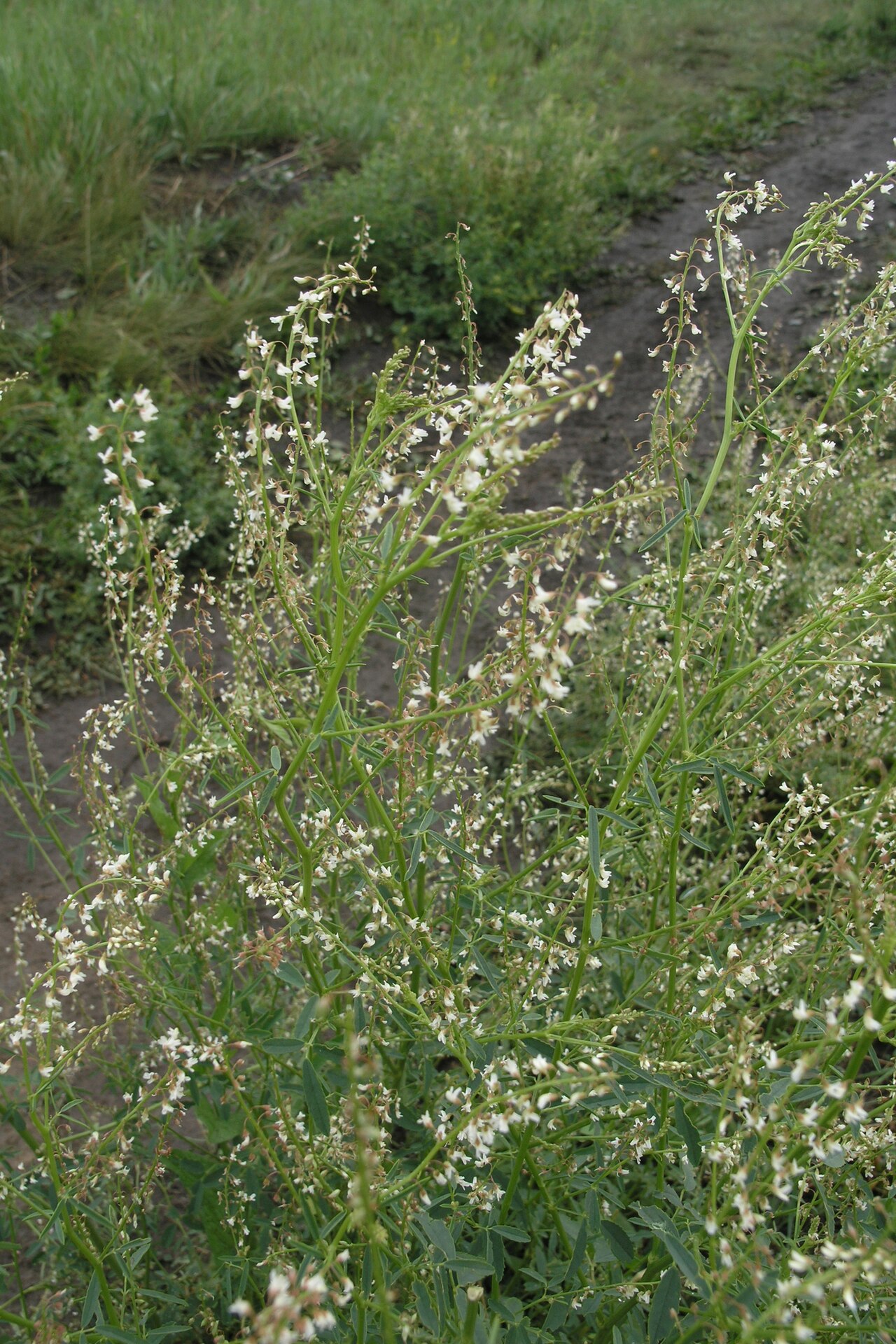 Sweetclover: Photo of Russian melilot uploaded from iNaturalist .