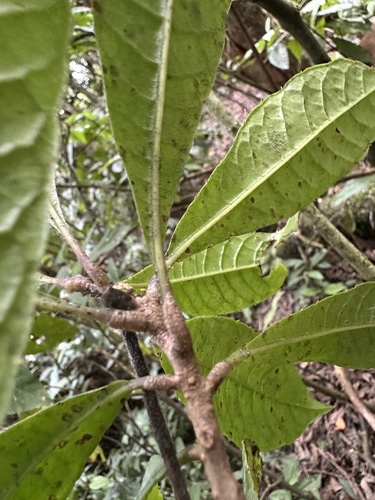 Meliosma meridensis (Meliosma meridensis)