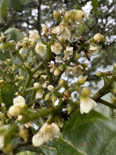 Meliosma meridensis (Meliosma meridensis)