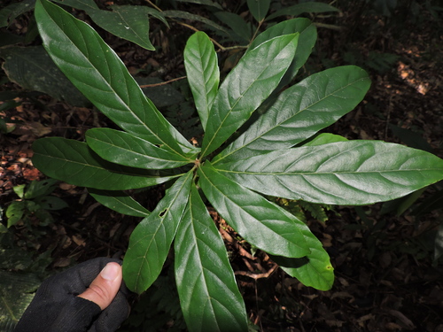Meliosma sellowii (Meliosma sellowii)