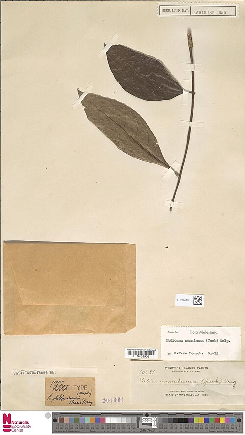 Meliosma sumatrana: Meliosma sumatrana (Jack) Walp. (type of) - Meliosma sumatrana (Jack) Walp.