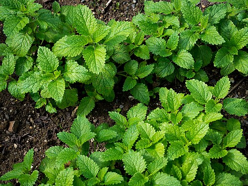 Balm: Zitronenmelisse, lat.: Melissa officinalis
