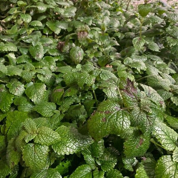 Balm (Melissa officinalis)